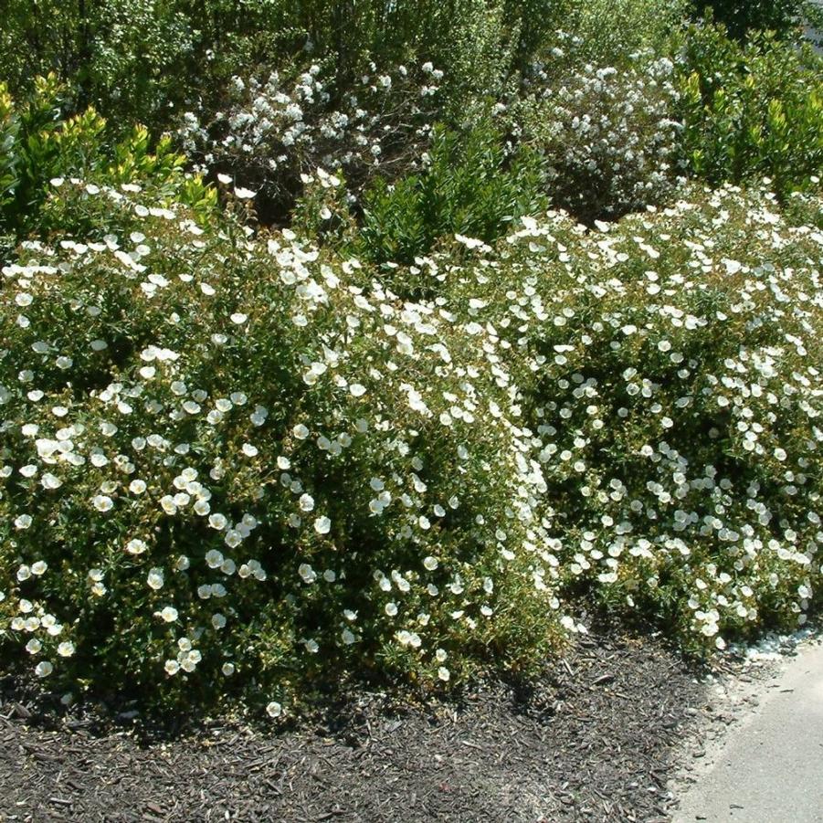 Cistus hybridus (corbariensis) 