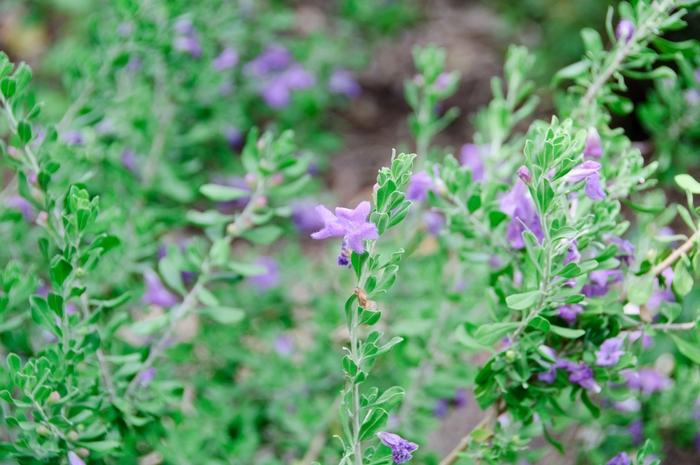 Leucophyllum langmaniae Rio Bravo