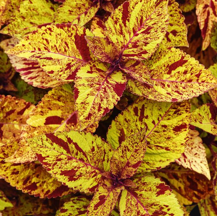 Coleus scutellarioides ChargedUp&trade; Marble Mania