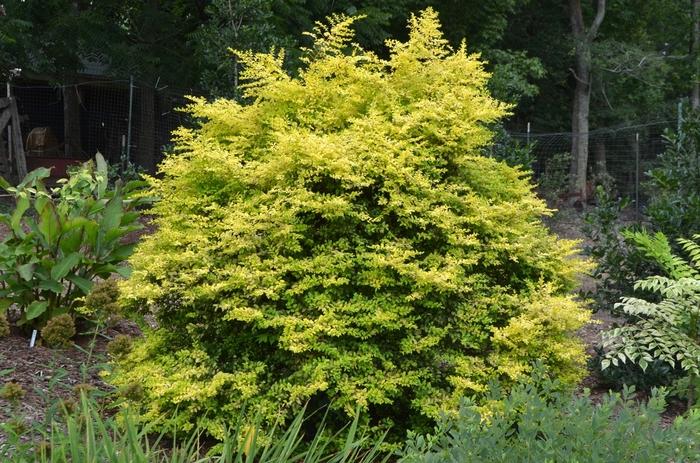 Ligustrum sinense Sunshine