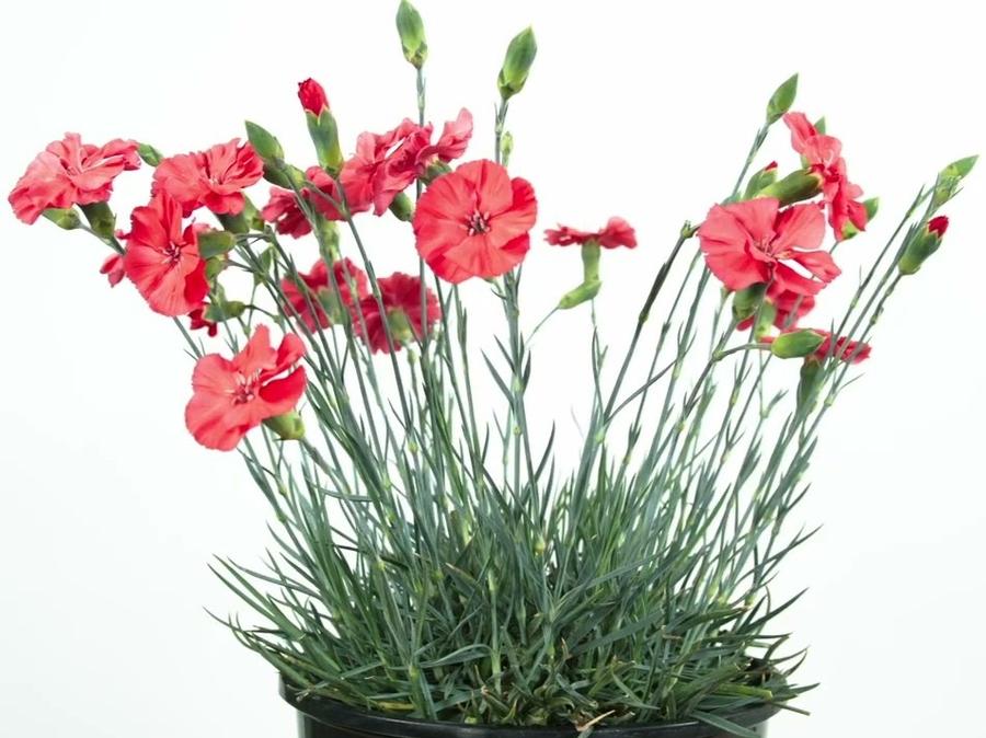 Dianthus allwoodii American Pie&reg; Orange Meringue