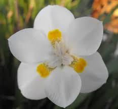 Dietes vegeta Lemon Drop