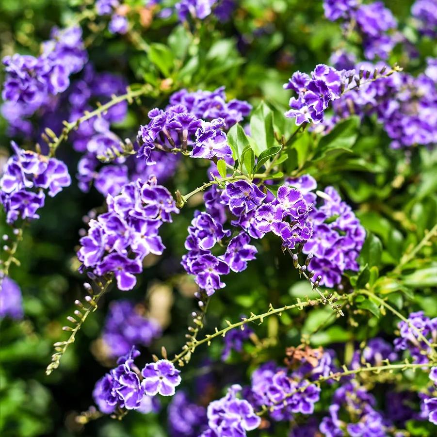 Duranta erecta Sapphire Showers