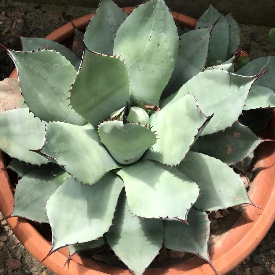 Agave potatorum Verschaffeltii