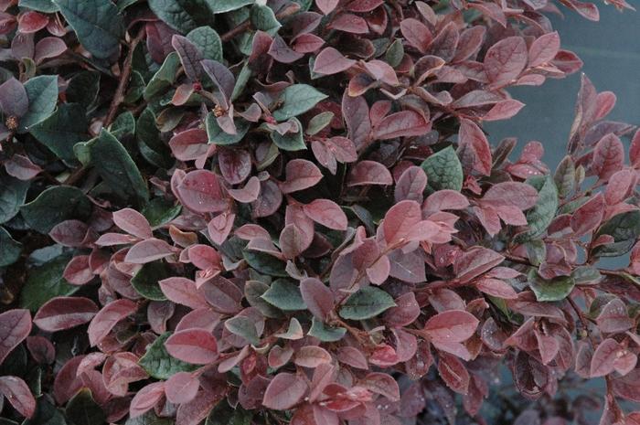 Loropetalum chinense Plum Delight