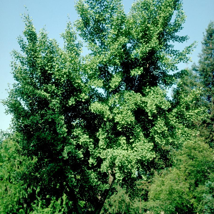 Ginkgo biloba Presidential Gold