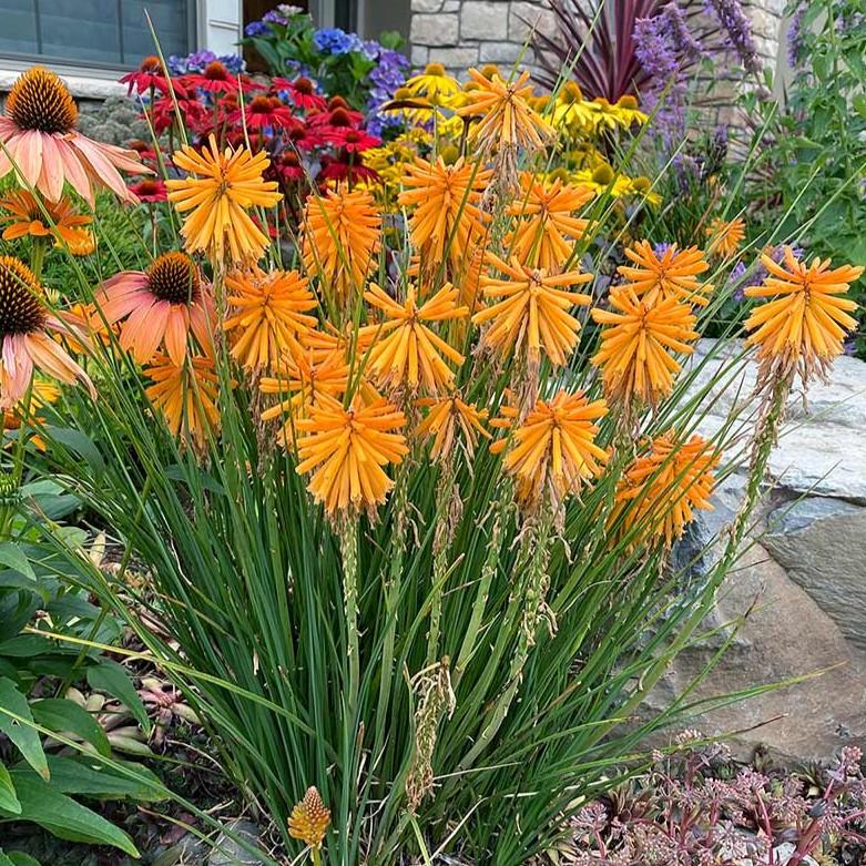Kniphofia galpini Orange FLame