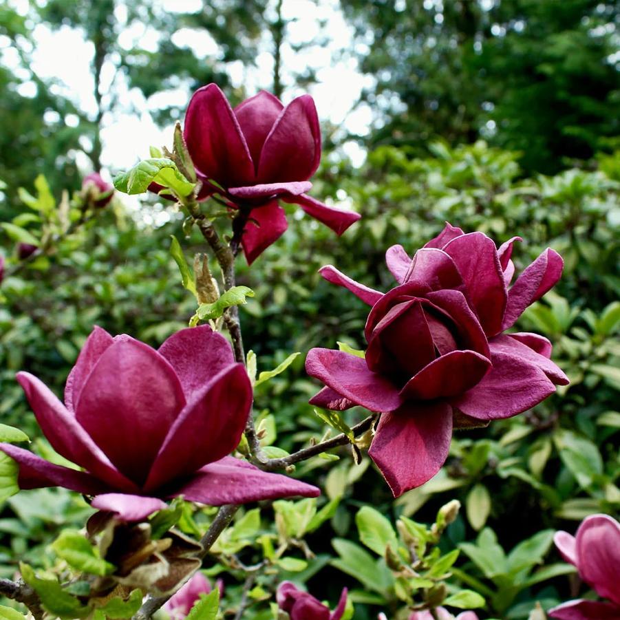 Magnolia Genie