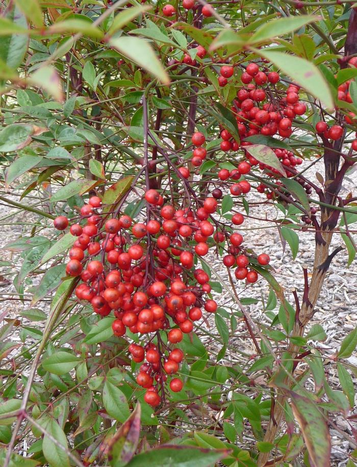 Nandina domestica 