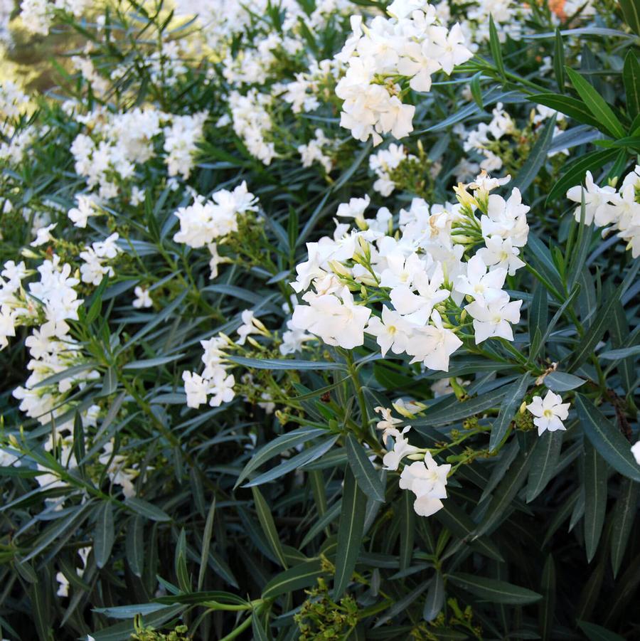 Nerium oleander White