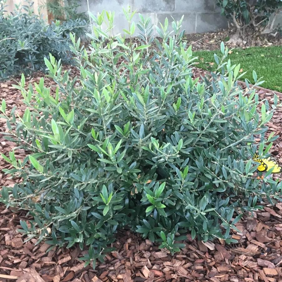 Olea europaea Dwarf