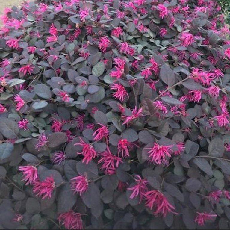 Loropetalum chinense Purple Majesty