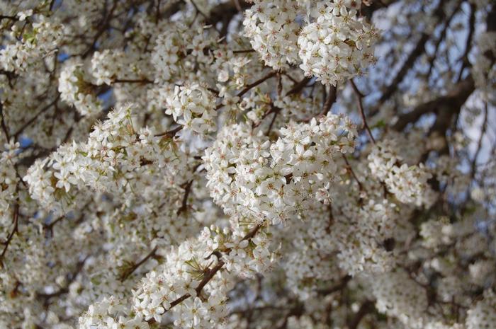 Pyrus Kawakamii 
