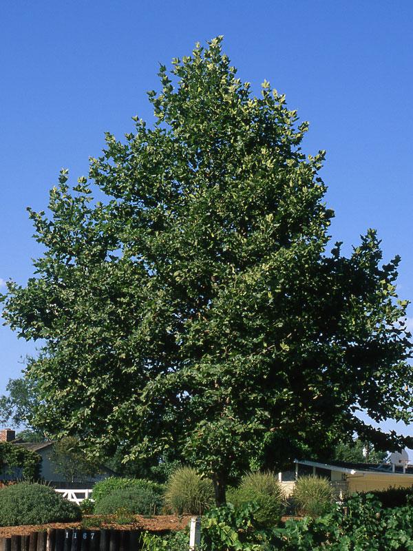 Platanus x acerifolia Columbia