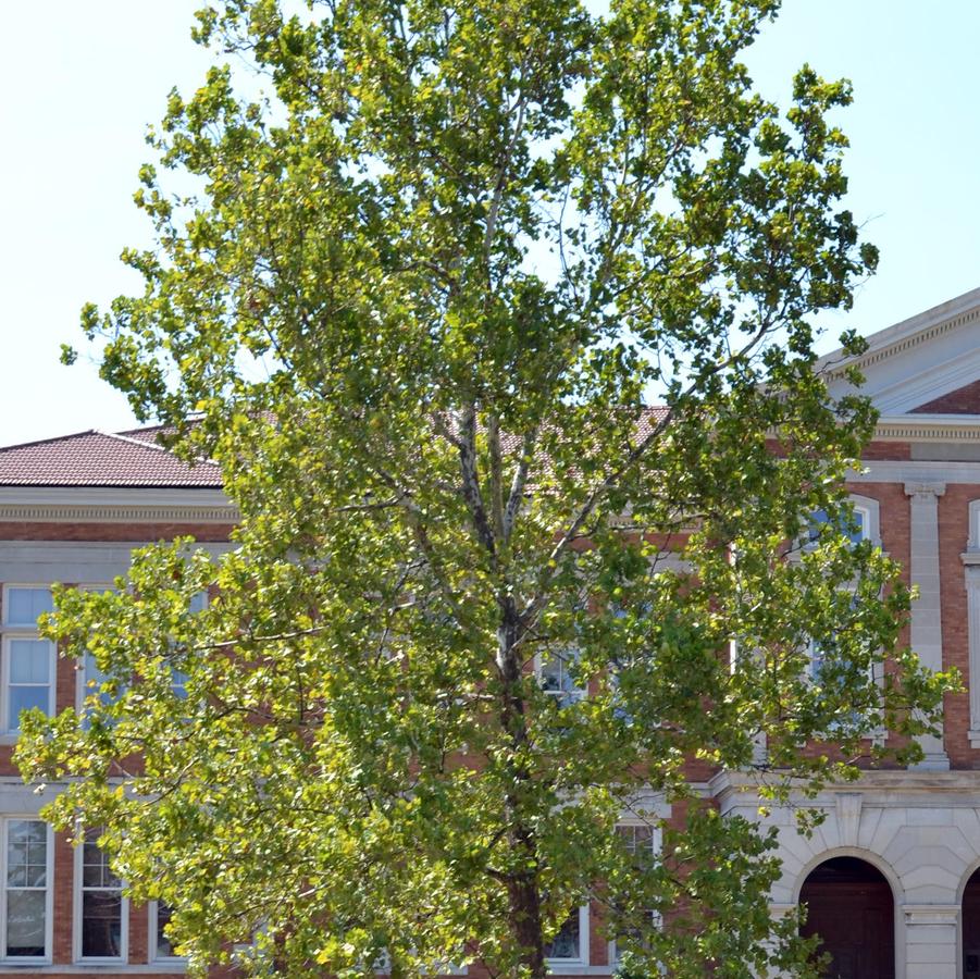 Platanus x acerifolia Bloodgood