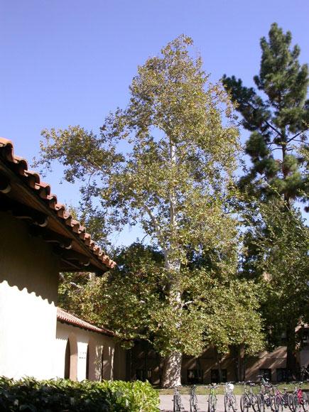 Platanus racemosa 