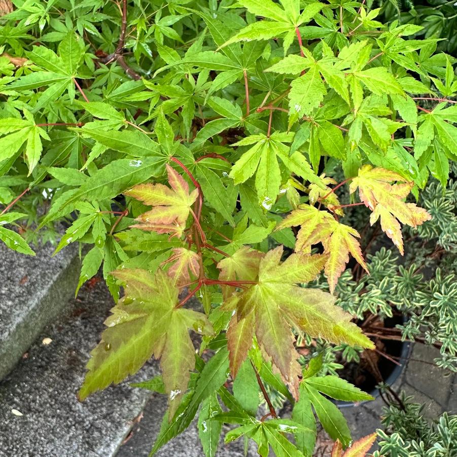 Acer palmatum Takao