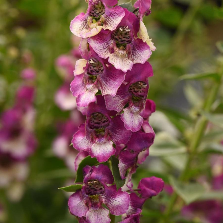 Angelonia Angeldance Fuchsia Bicolor