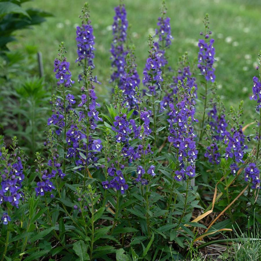 Angelonia Guardian Angel Blue