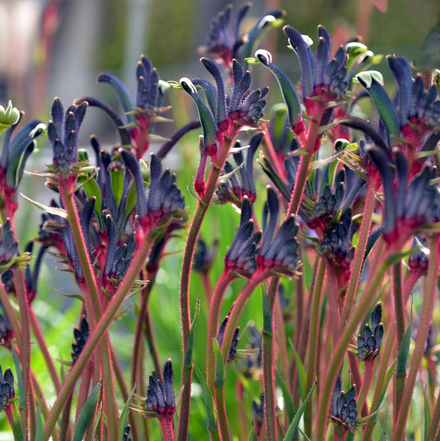 Anigozanthos Celebrations Jazz