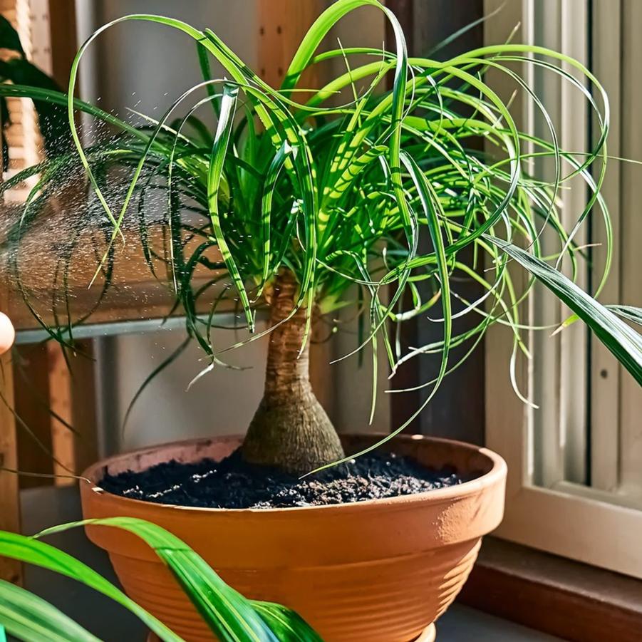 Beaucarnea recurvata 