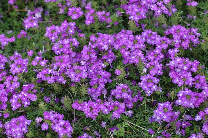 Verbena Tapien Lilac