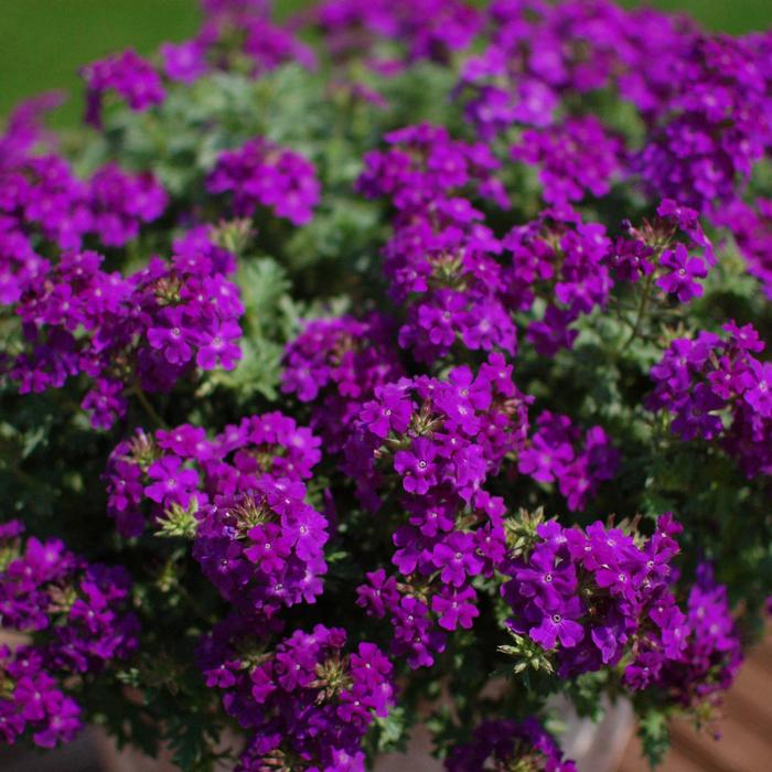 Verbena Tapien&reg; Blue Violet