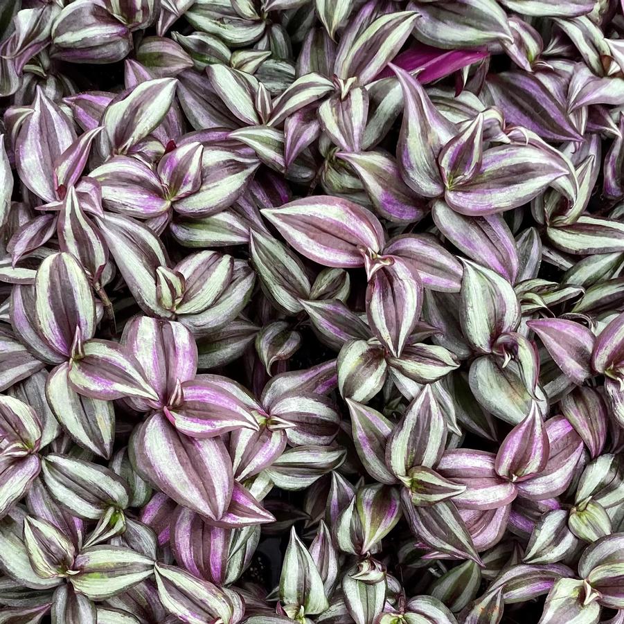 Tradescantia zebrina 