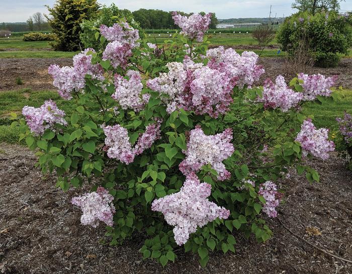 Syringa vulgaris New Age&trade; Pink Flush