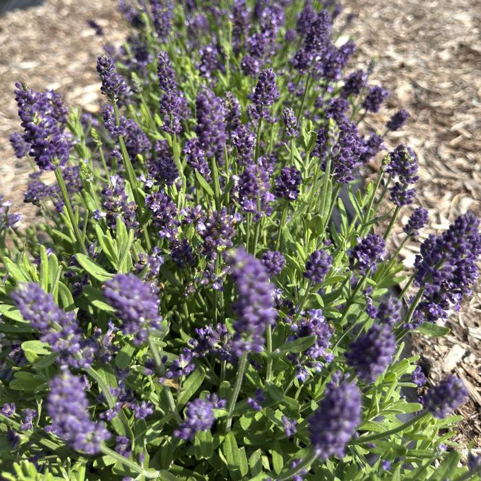 Lavandula angustifolia La Diva Eternal Grace