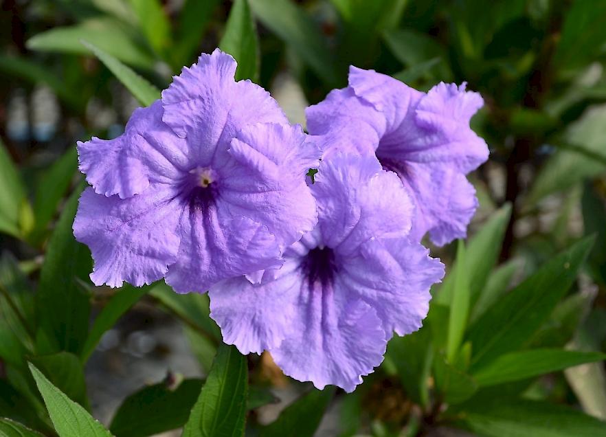 Ruellia simplex Mayan Compact Purple