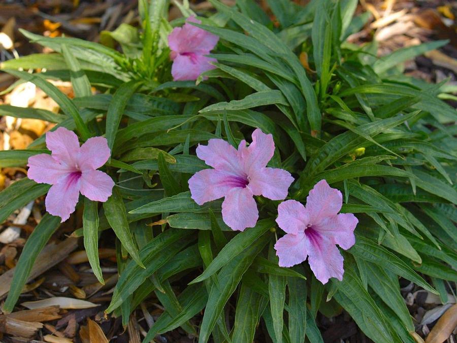 Ruellia simplex Brittonia Compacta Pink