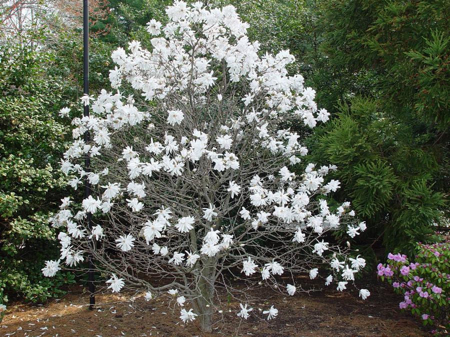 Magnolia stellata Royal Star