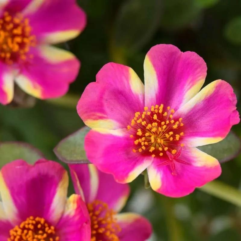 Portulaca oleracea Pazazz Campino&trade; Twist Pink