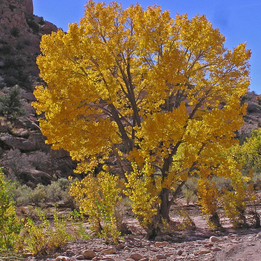 Populus fremontii Nevada