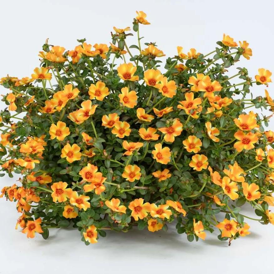 Portulaca oleracea Pazazz Nano&trade; Mango