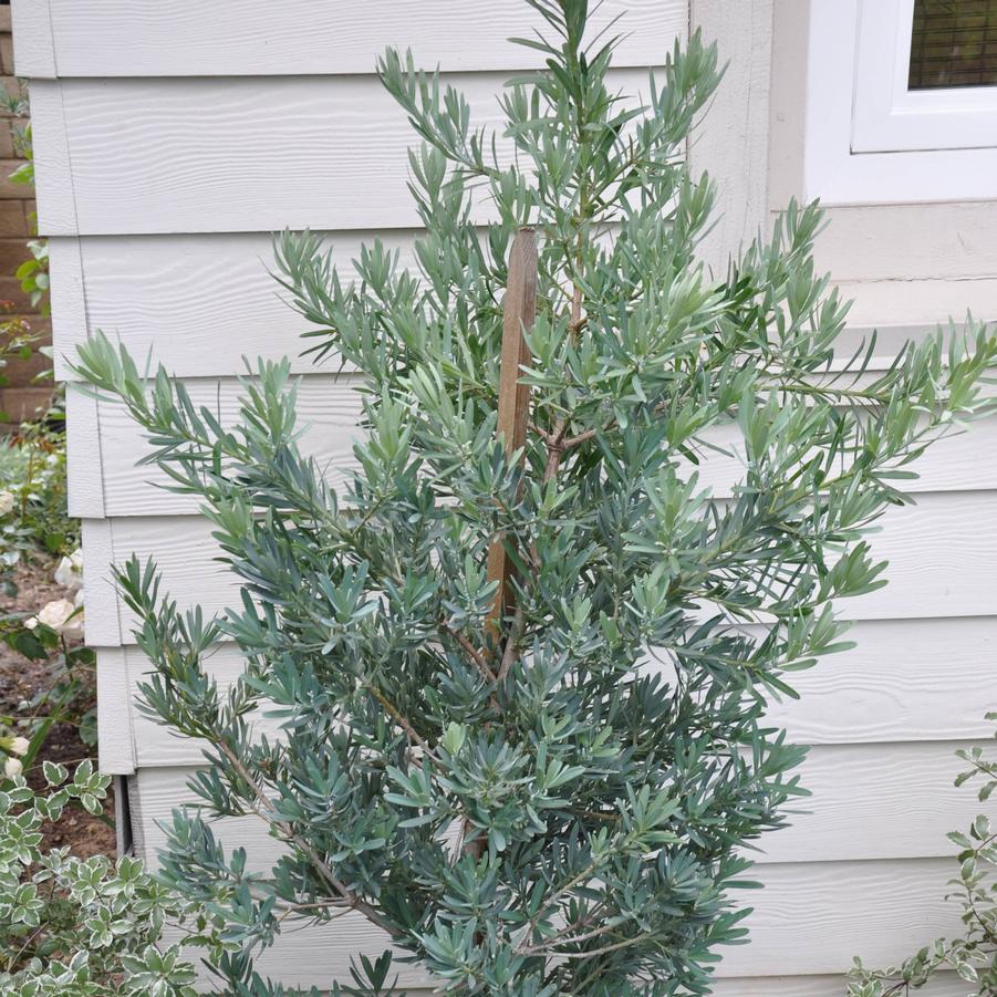 Podocarpus macrophyllus Monmal