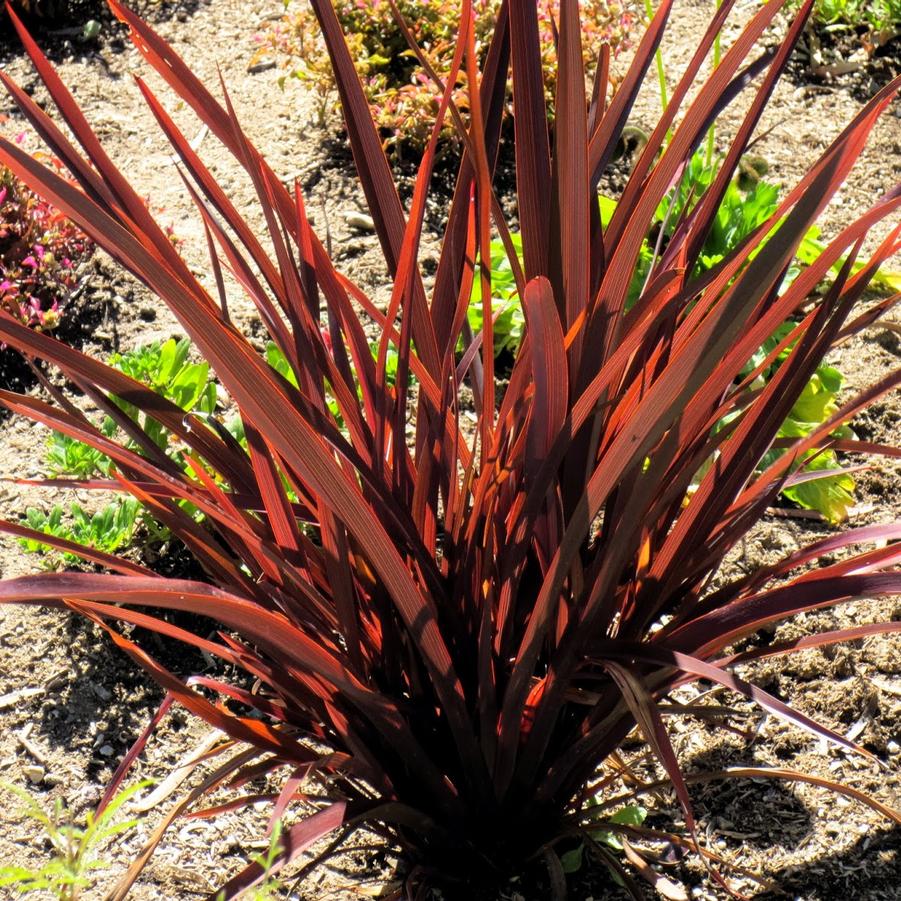 Phormium tenax Atropurpureum Compactum