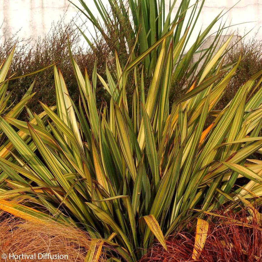 Phormium hybrid Apricot Queen