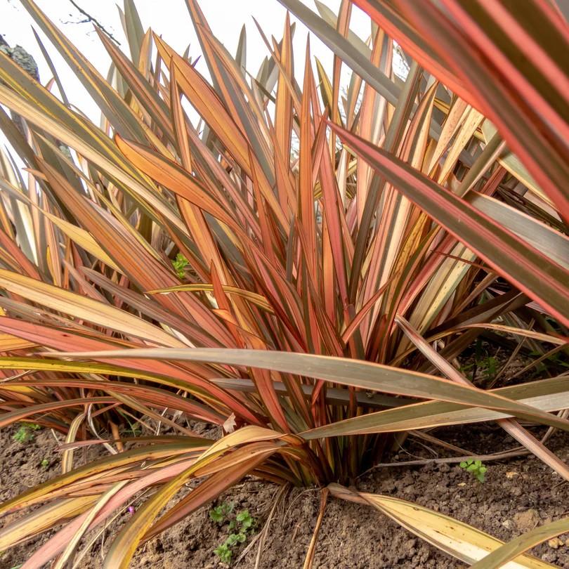 Phormium hybrid Maori Queen
