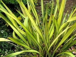 Phormium hybrid Yellow Wave