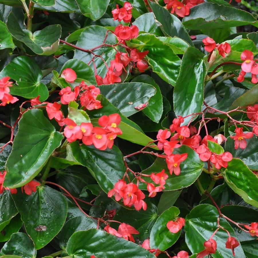 Begonia interspecific 