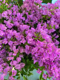 Bougainvillea spectabilis Bambino Baby Lauren