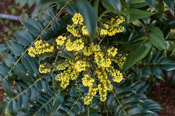 Mahonia x media Marvel