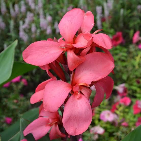 Canna x generalis Cannova&reg; Rose