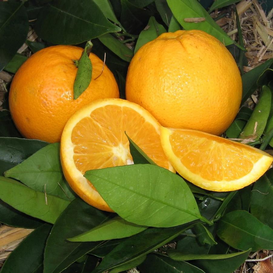 Orange Lane Late Navel