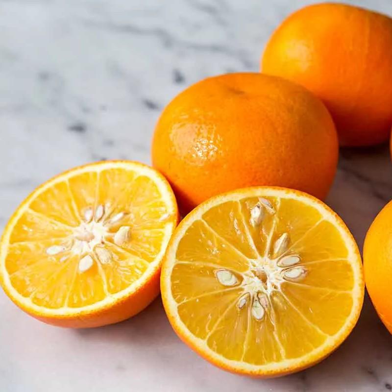 Orange Seville Sour