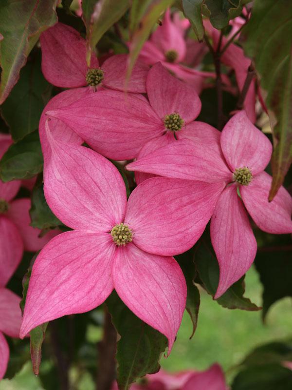 Cornus kousa Scarlet Fire