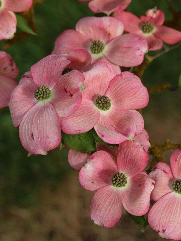 Cornus kousa Stellar Pink
