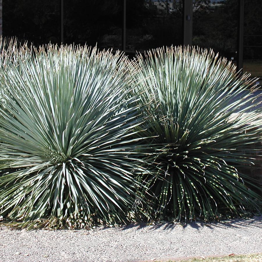 Dasylirion wheeleri 